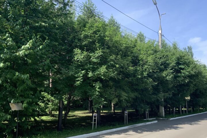 Аллея Дружбы МНТК
