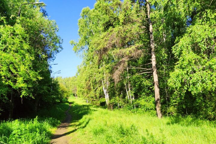 Парк Академгородка