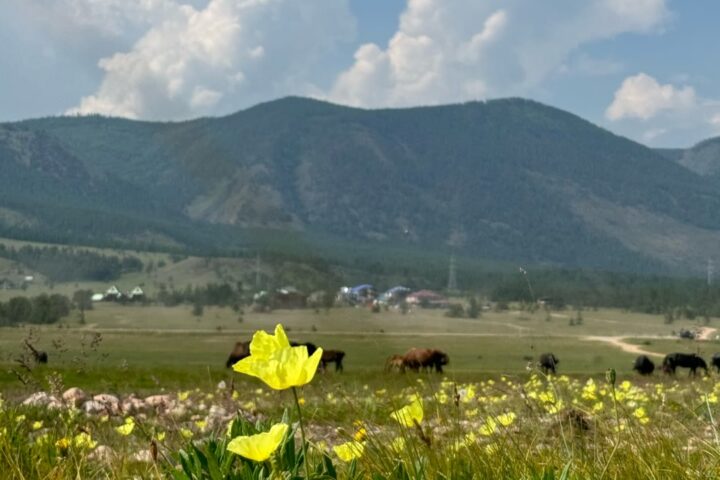 Yo Camp, детский лагерь