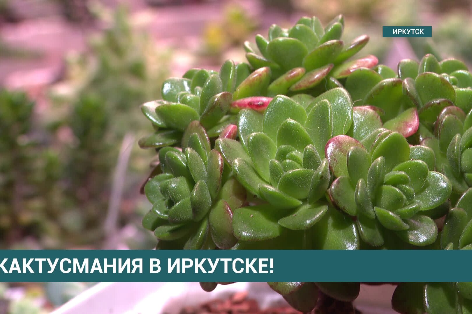 Выставке в отделе природы! Она работает по — 4 октября в 10:00, Краеведческий музей им. Н.Н. Муравьева-Амурского, отдел истории, Иркутск